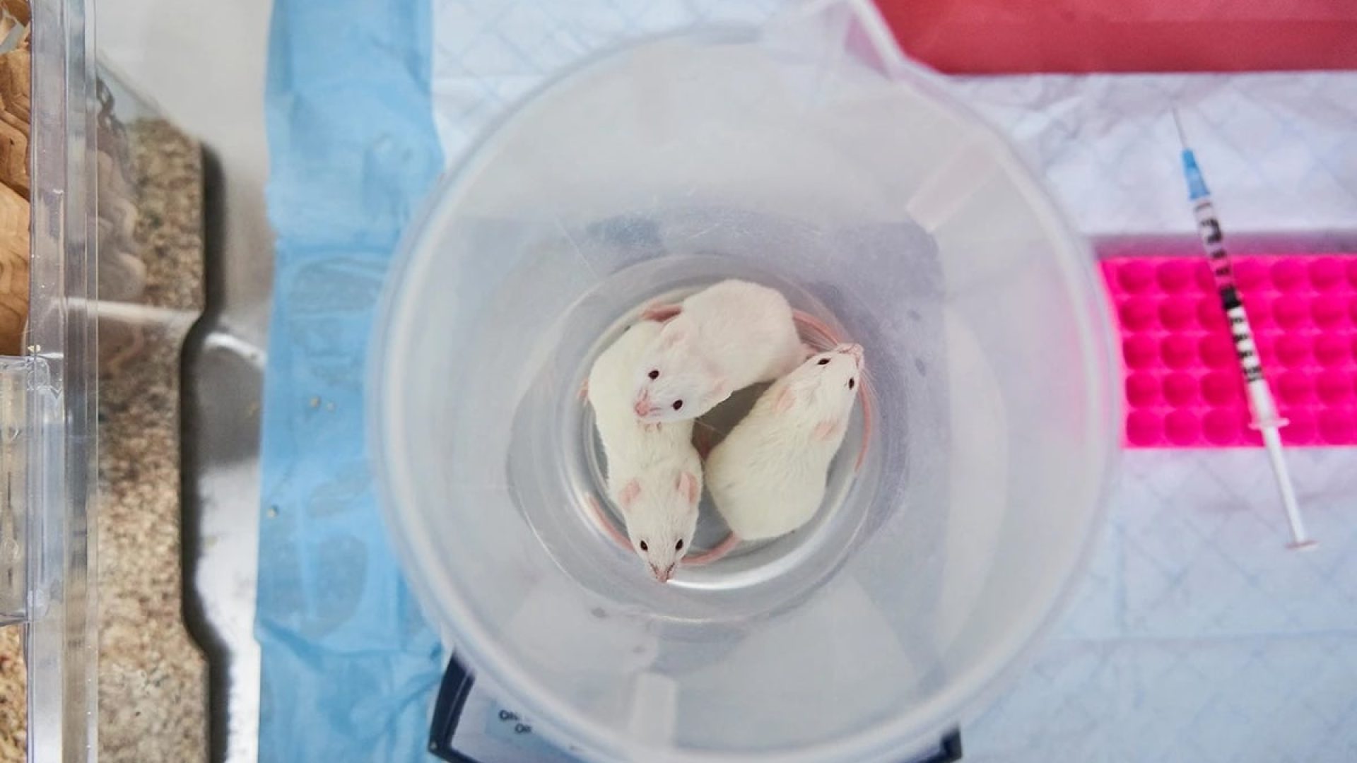 Governments have announced plans to reduce the number of animals, such as mice, used in experimen...
