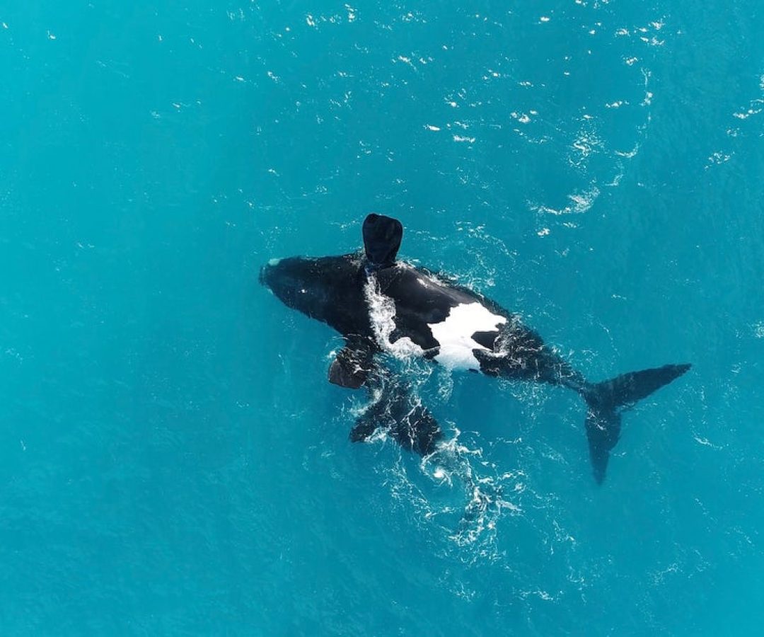 A drone image of a southern right whale mother floating on her back, her calf nearby. Fredrik Chr...