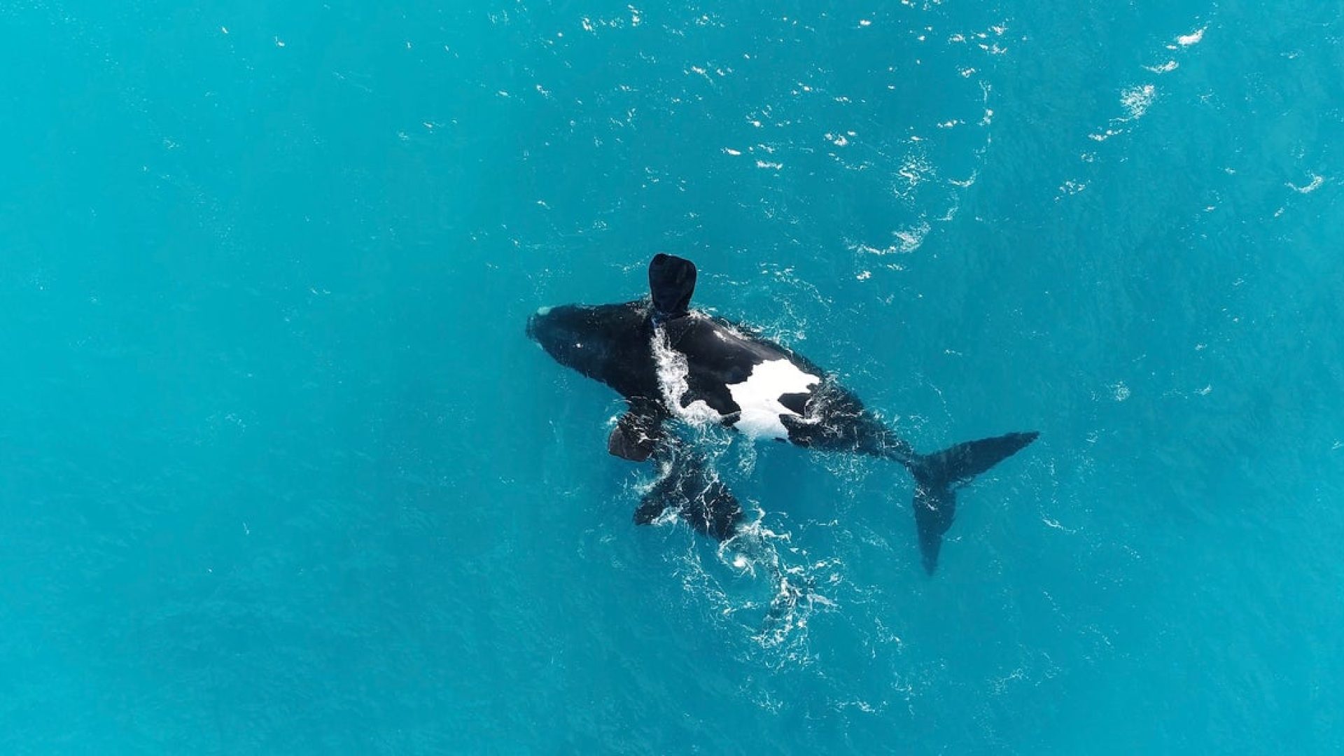 A drone image of a southern right whale mother floating on her back, her calf nearby. Fredrik Chr...