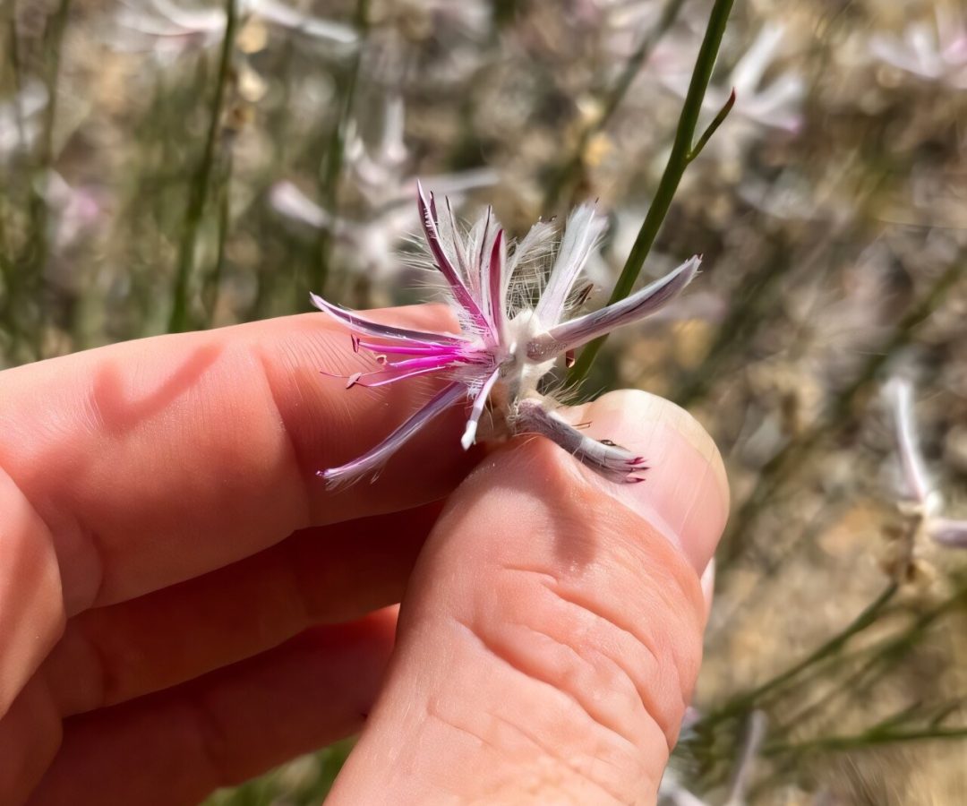 Pétalas de cor rosa-púrpura encontrada na Austrália após mais de 60 anos lembram efeitos de f...