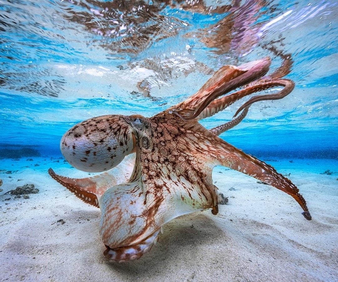 Neuroscientists are studying octopuses and other cephalopods because of their intelligence and la...