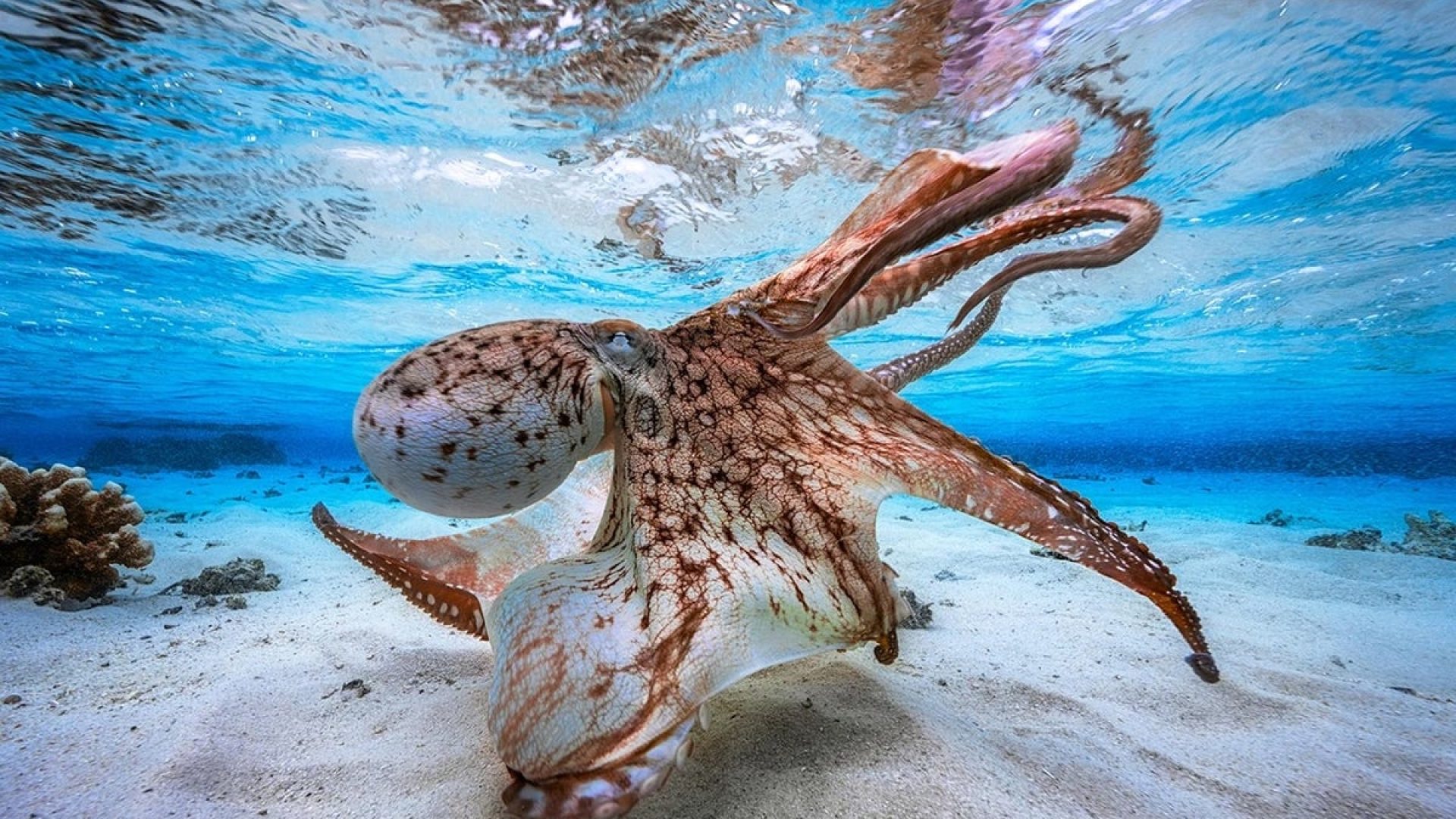 Neuroscientists are studying octopuses and other cephalopods because of their intelligence and la...