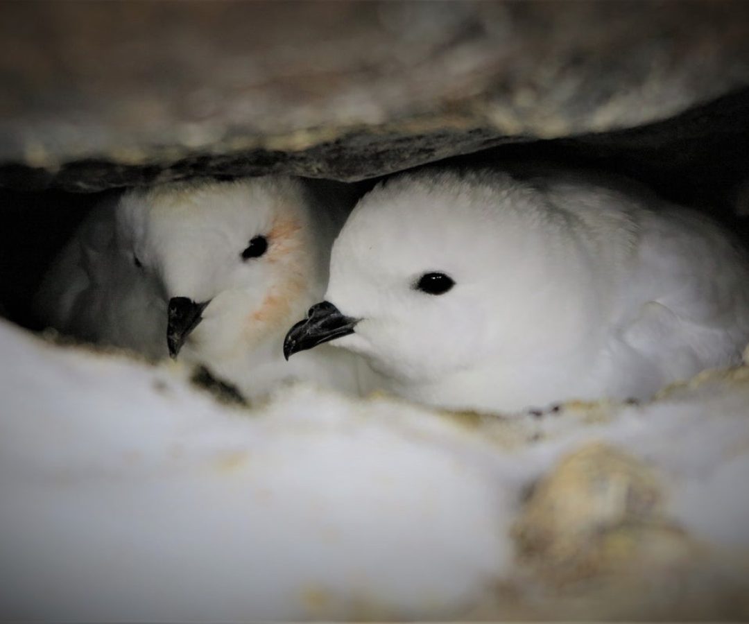 Stinky samples of Snow Petrels‘ 50,0000-year-old regurgitated stomach oil can reveal ancient An...