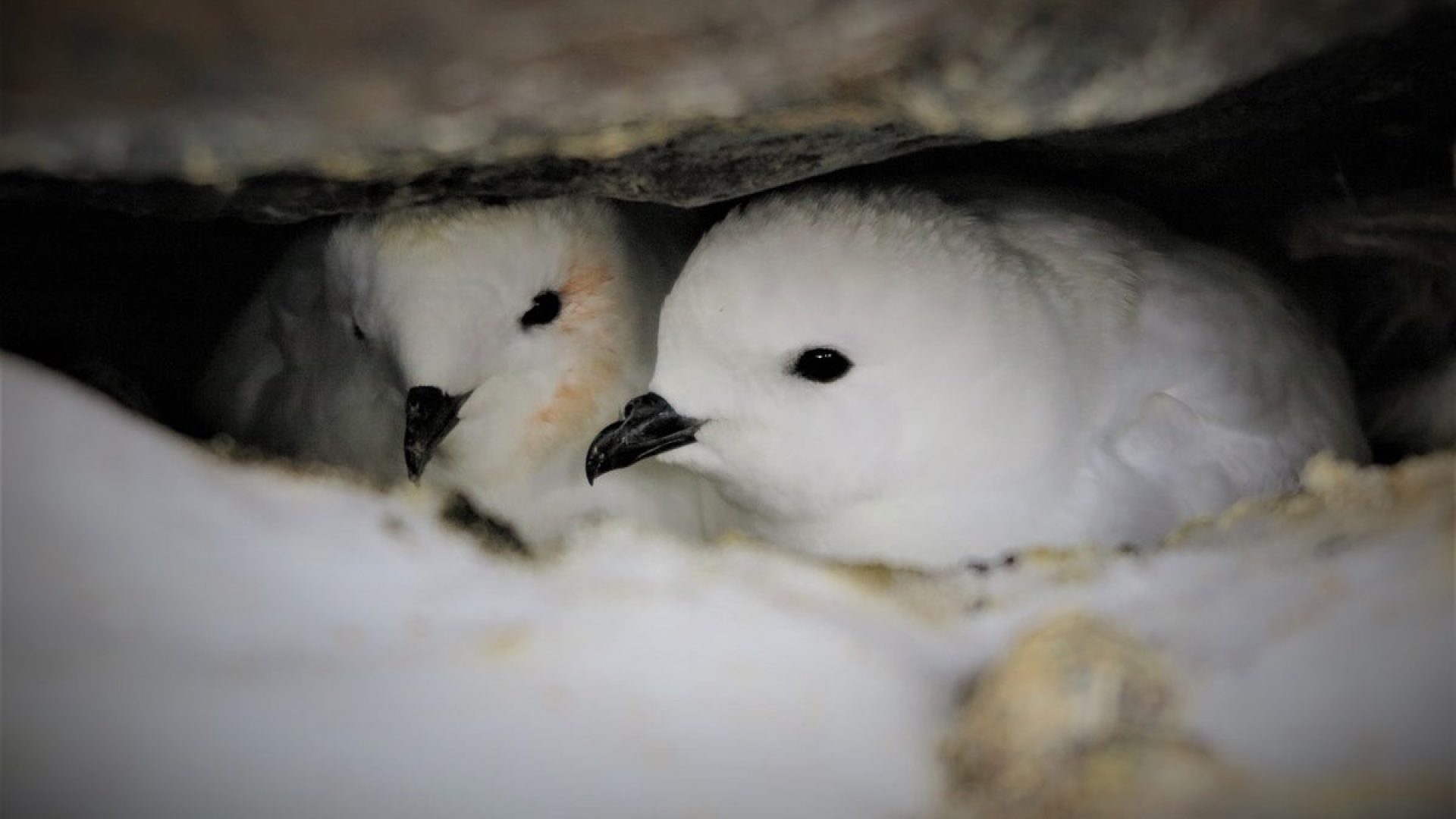 Stinky samples of Snow Petrels‘ 50,0000-year-old regurgitated stomach oil can reveal ancient An...