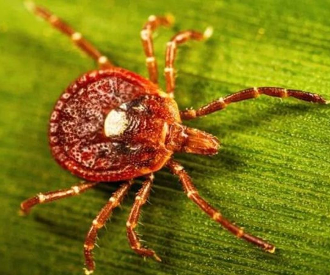 Lone star ticks' saliva prompts a response in our immune systems that can make us allergic to red...