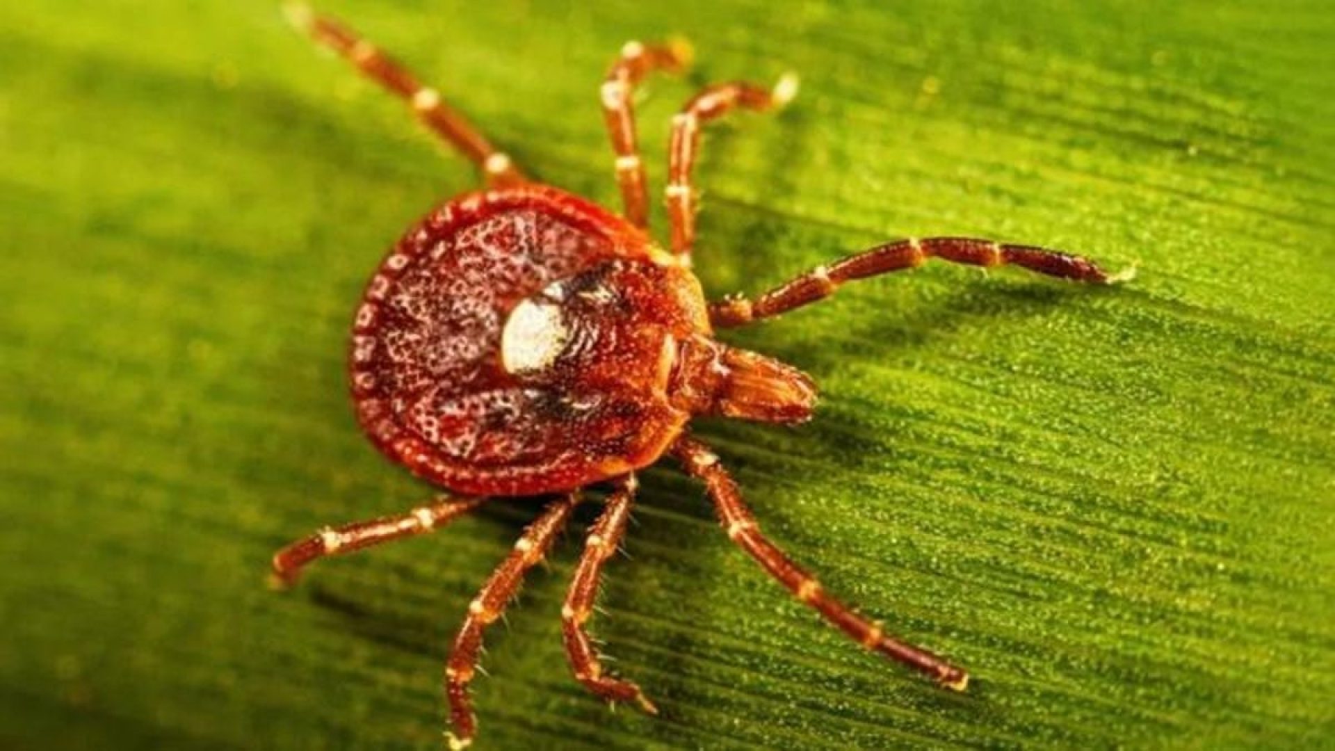 Lone star ticks' saliva prompts a response in our immune systems that can make us allergic to red...